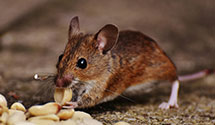 24 Hour & Emergency Exterminators in Dairyland, WI